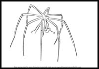How to Draw a Sea-Spider