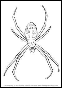 How to Draw a Garden Spider