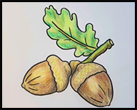 I'm Going Nuts About This Acorn Drawing!
