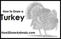 How to Draw a Turkey