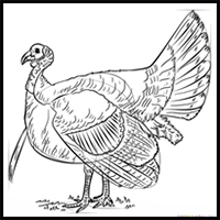 How to Draw a Turkey