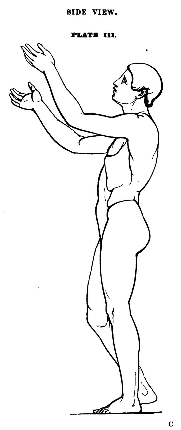 Proportions of the Human Figure