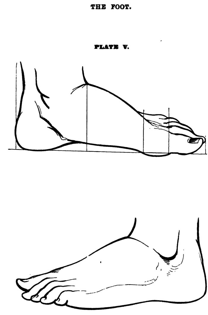 Drawing Feet
