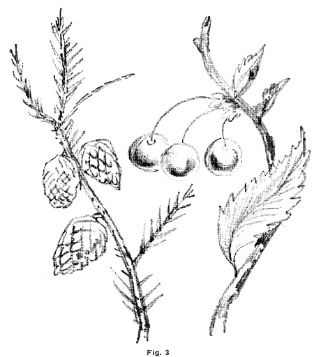 Curved and Straight Lines.