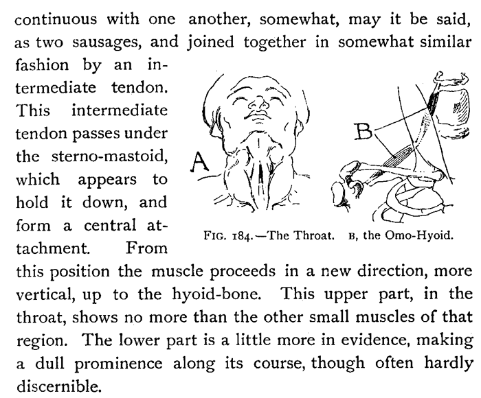 Drawing Head and Neck