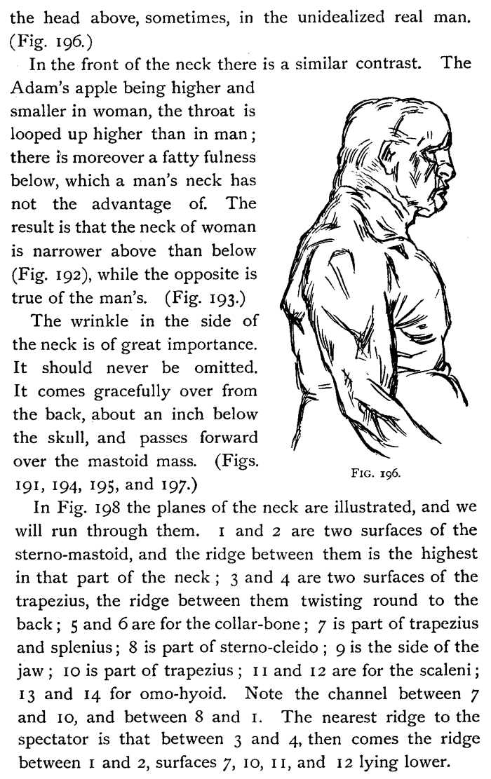 Drawing Head and Neck