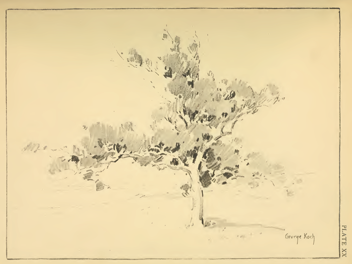 Drawing Foliage with Pencils