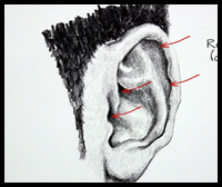 How to Draw Ears