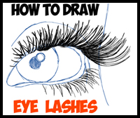 How to Draw Eye Lashes with Step by Step Illustrated Tutorial