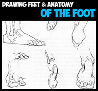 How to Draw the Foot : Drawing Feet and the Anatomy of them Tutorial