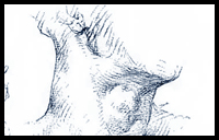 Learning the Human Anatomy : The Neck